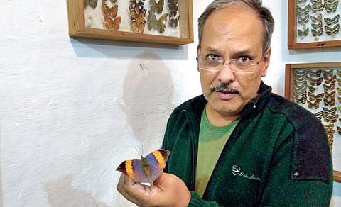 Lepidopterist Peter Smetacek at the Butterfly Research Centre