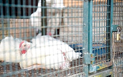 Doctors say the panic over flu was unnecessary as one would have to ingest very large quantities of the virus to get infected | Nagaraja Gadekal