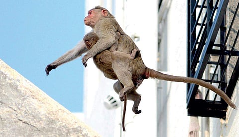 Monkeys jumping across buildings in Chamarajpete. (Below) Metro Line cuts through the canopy Pushkar V