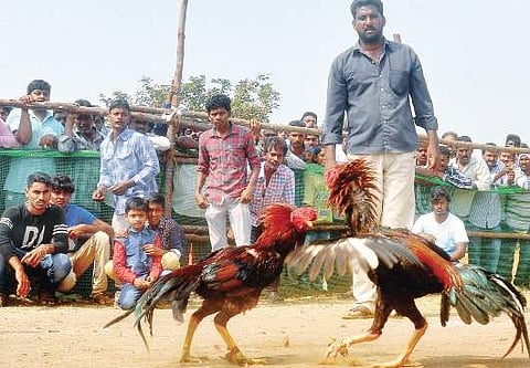 Roosters fighting to death at an arena set up at Komadavole village in Eluru Rural mandal of West Godavari district on Tuesday;
