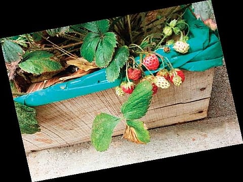 Grow your own strawberry fields