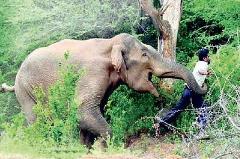 Selfie with elephant? No, says Wildlife Wing