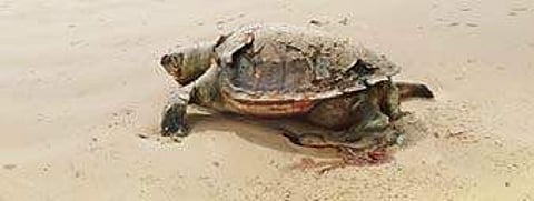 Andhra Pradesh: Activists seek action plan to end death of endangered Olive Ridley turtles