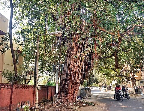 The banyan tree escaped the axe after intervention by the residents of Indira Nagar in the city | d sampath kumar