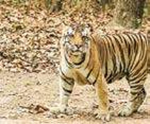 Andhra Pradesh: Tiger estimate survey set to begin from January 22 in three tiger reserves
