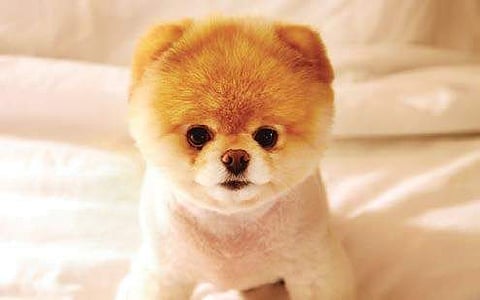 My Havanese puppy is shy!