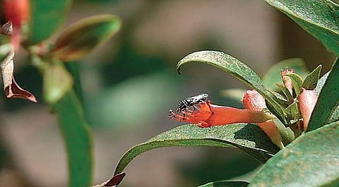 Secret to your child’s wellbeing: Use this ayurvedic preparation to promote your child's growth