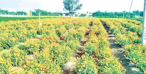 Rows of marigold plants at a farm in Ramthal near Hungund in Bagalkot district | EXPRESS