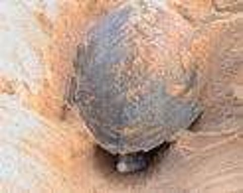 A turtle laying eggs at Gahiramatha