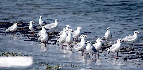 Migratory birds at Chilika Lake.