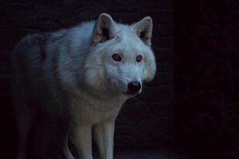 The direwolf Ghost from the Game of Thrones (Photo | IMDB)