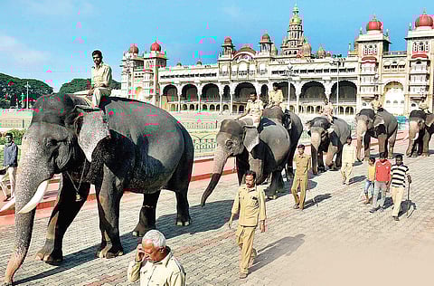 Photographs by UDAYASHANKAR S/Clockwise: Dasara elephants on a stroll on the palace premises; Abhimanyu in front of Mysuru Palace; elephants quenching their thirst at a pond in Bannimantap; a mahout giving a bath to an elephant after rehearsal