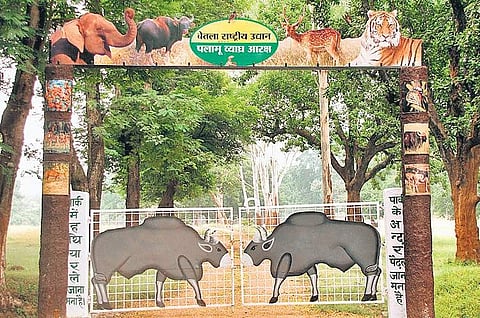 Encroachment by cattle is a major headache for PTR authorities | Express