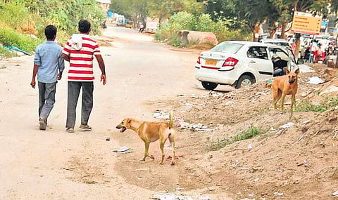 Street dogs often attack people who come to parks for morning and evening walks | Sathya Keerthi
