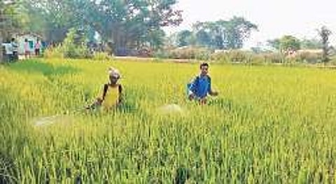 Farmers spraying pesticide in a farm field of a village in Kalahandi district | Express