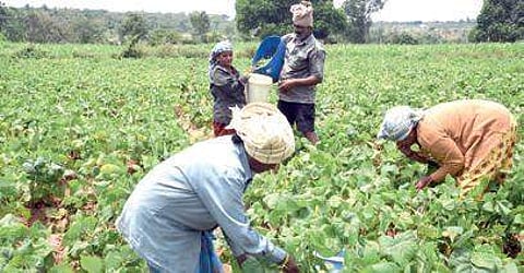 The Narendra Modi government has promised to double farmers’ income by 2022 and had recently announced a substantial increase in MSP for 14 crops for the Kharif season.