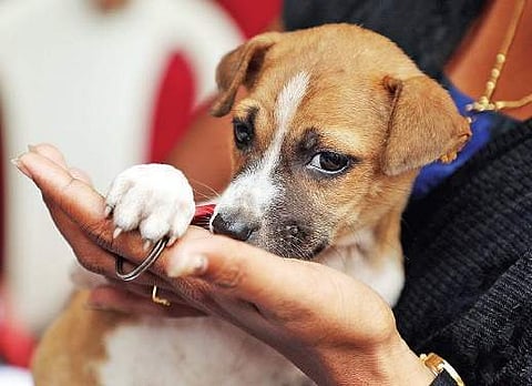 A dog brought to the adoption drive Melton Antony