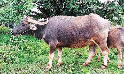 Bargur Hill buffalo. | Express Photo Services