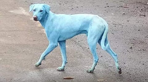A group of blue coloured dogs were first spotted on August 11. (Photo | Youtube screen grab)