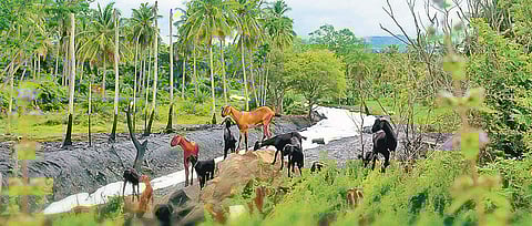 The picturesque location, which resembles that of a snowy landscape, is actually Byramangala Lake filled with froth | Pandarinath B