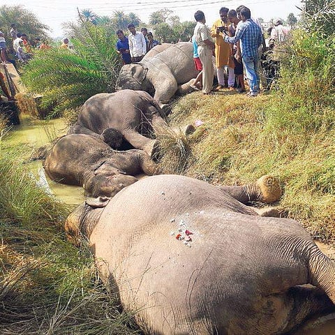 The carcasses of elephants in the paddy field | EXPRESS