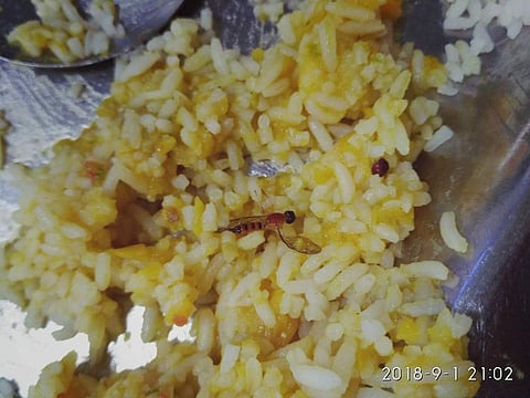 A worm found in the food served at VNIT, Nagpur. (Photo by special arrangement)