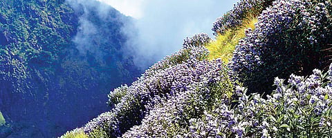 Nearly 1.2 lakh tourists visited Eravikulam Park to see Neelakurinji