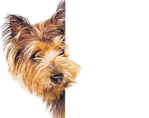 Celebrate Green Diwali, keep your pets safe