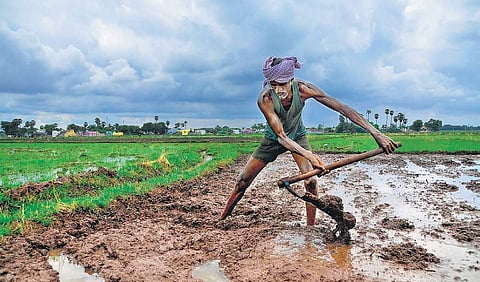 Ahead of rains, a farmer ploughs his field for paddy cultivation at Arugankulam In Tirunelveli | V KARTHIKALAGU