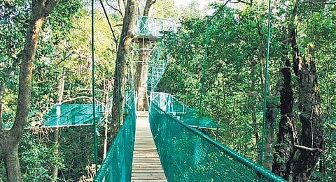 Walk 30 metres above ground at Castle Rock