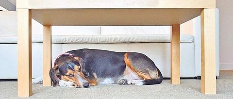 My dog always sleeps under the work or dining table