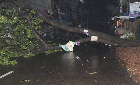 An uprooted tree blocked the entire road of Neela Keezha Veedhi in Nagapattinam past midnight on Thursday. | (Antony Fernando | EPS)