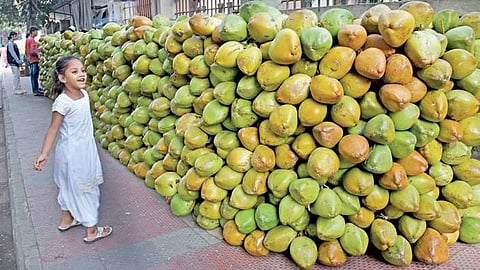 Image of coconut used for representational purpose only. (Photo| Vinod Kumar T)