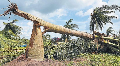 Coconut plantations ruins a village near Pattukkottai. (Photo | M K Ashok kumar)