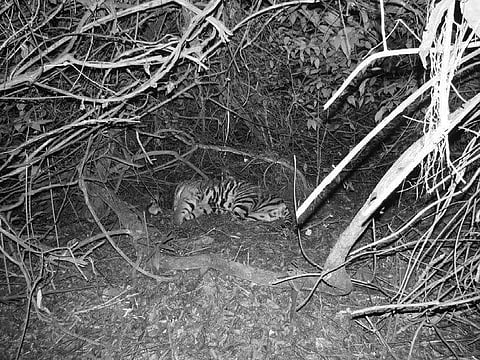 Tiger Mahavir died for septicemia, says post-mortem report