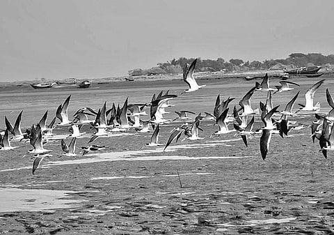 Migratory birds arriving in Bhitarkanika; image used for representative purposes