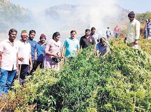 Modern technology to end ganja cultivation in Visakhapatnam Agency areas