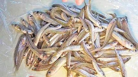 Mohurali fish