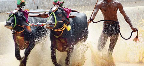 Field day for Kambala lovers as season begins