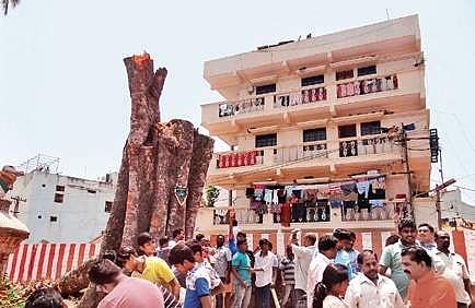 The tree, that was chopped off, has got a new lease of life | Express