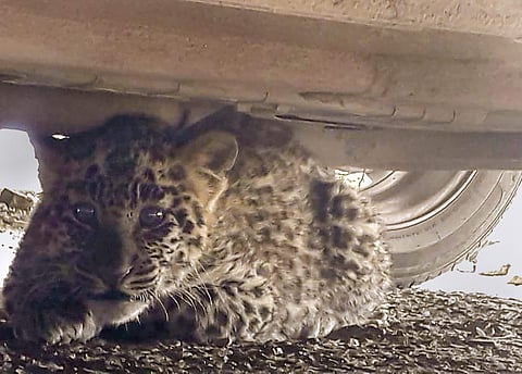 A leopard cub hides under a car near district courts complex at Chakkar in Shimla. (Photo | PTI)