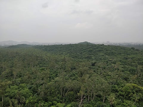 Nanmangalam Reserve Forest (Photo: EPS)