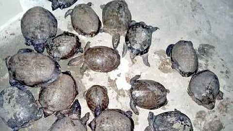 File image of Flap-shelled turtles. | Express Photo Service
