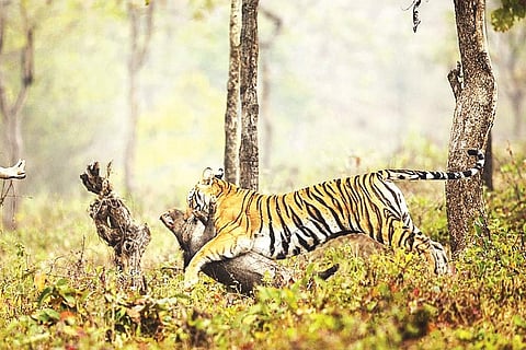 Image of a tigress used for representational purpose only. (Photo | Express)