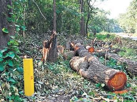 Tree felling on NH-4A in Khanapur taluk, Belgavi District.