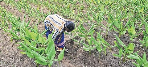 The government has urged bankers to render assistance to farmers | Express
