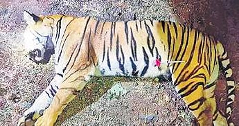 Avni, the tigress( Photo|PTI)