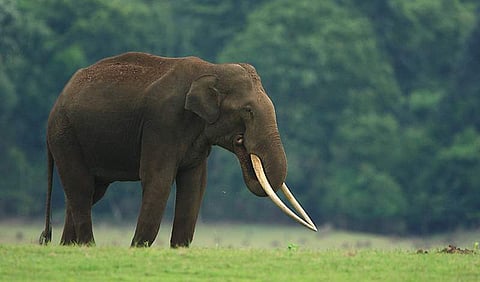 Image used for representational purpose. (Photo | EPS)