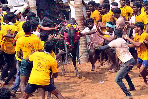 The controversial bull-taming sport, Jallikattu. (EPS | M Muthu Kannan)