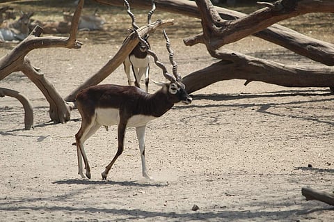 Representational image of Black Buck.